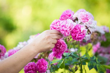 Reçel için gül yaprakları topluyorum.