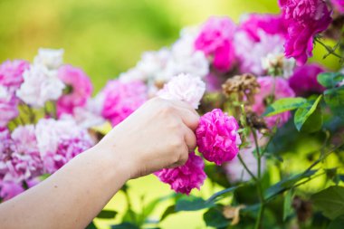 Reçel için gül yaprakları topluyorum.