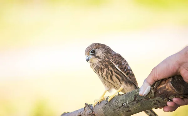 Genç Vahşi Dişi Kerkenez Falco — Stok fotoğraf