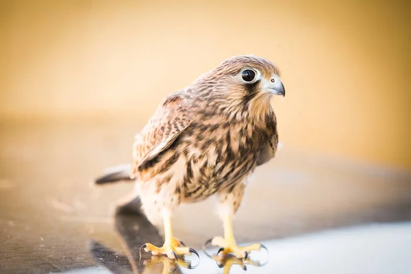 Giovane Femmina Selvatica Gheppio Falco — Foto Stock