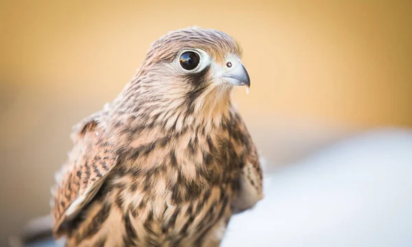 Young Wild Female Kestrel Falco — Stock Photo, Image