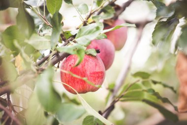 Sonbahar arkaplanındaki kırmızı elma