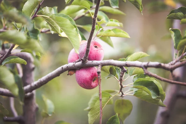 枝に赤いリンゴ秋の背景 — ストック写真