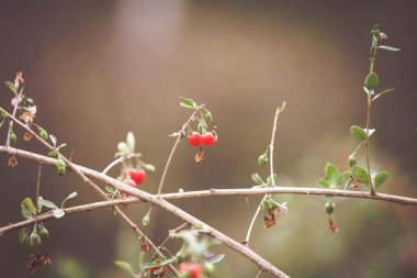 Sonbahar kırmızı goji üzümleri dalda