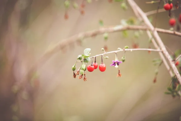 Podzimní Červené Goji Bobule Větvi — Stock fotografie
