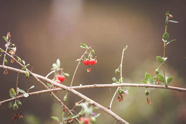 Baies Goji Rouge Automne Sur Branche — Photo