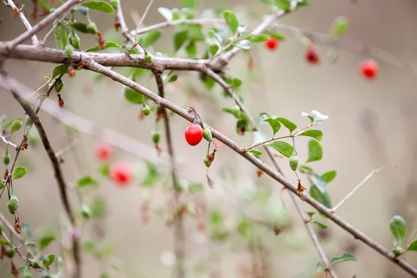 Bacche Goji Rosse Autunno Ramo — Foto Stock