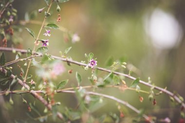 Sonbahar kırmızı goji üzümleri dalda