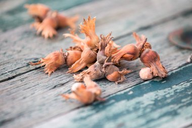 Mavi ahşap arka planda sonbahar fındıkları