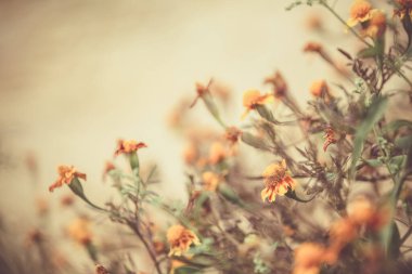 Sarı kadife çiçekleriyle sonbahar arkaplanı