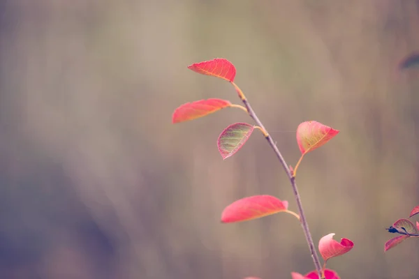 Rote Blätter Bunte Herbst Hintergrund — Stockfoto