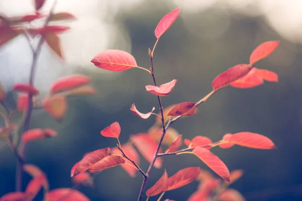 Hojas Rojas Colorido Otoño Fondo —  Fotos de Stock