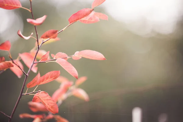 가을의 배경을 남긴다 — 스톡 사진