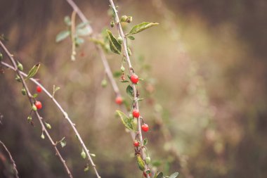 Kırmızı goji üzümleri dalda. Sonbahar olgun meyveleri