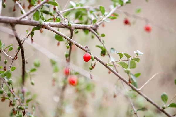 Bacche Goji Rosse Ramo Bacche Mature Autunno — Foto Stock