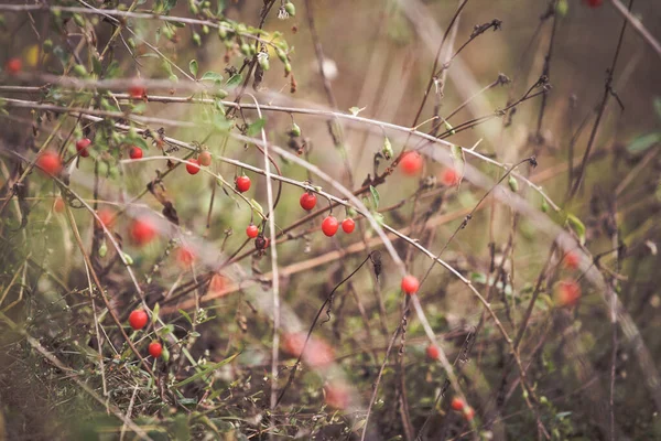 Красные Ягоды Годжи Ветке Осенние Спелые Ягоды — стоковое фото
