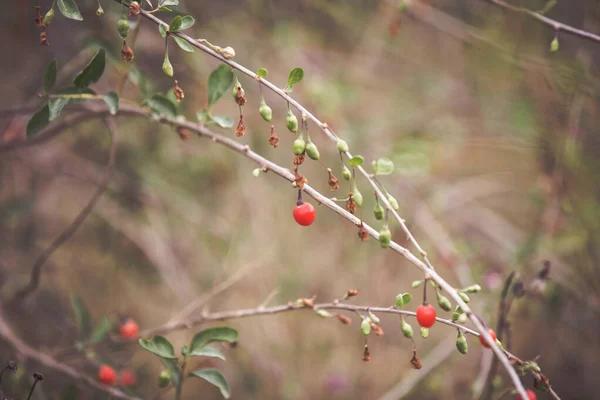 Červené Goji Bobule Větvi Podzimní Zralé Bobule — Stock fotografie