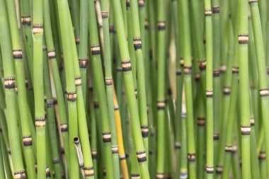 Japon Horsetails bir bahçede büyüyen topaklanma Grup