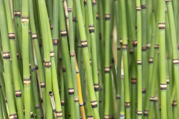 Μάτσο Clumping Ιαπωνικά Horsetails Μεγαλώνει Έναν Κήπο — Φωτογραφία Αρχείου