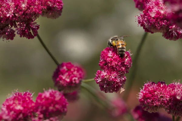 Close up of a Crape Myrtle flower with a honey bee collecting pollen