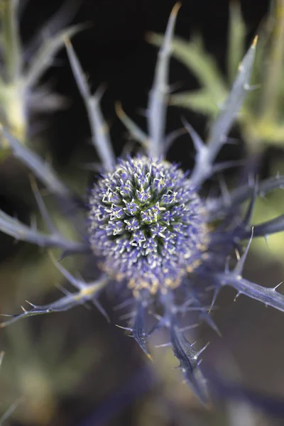 Blue thistle flower centered on a black background