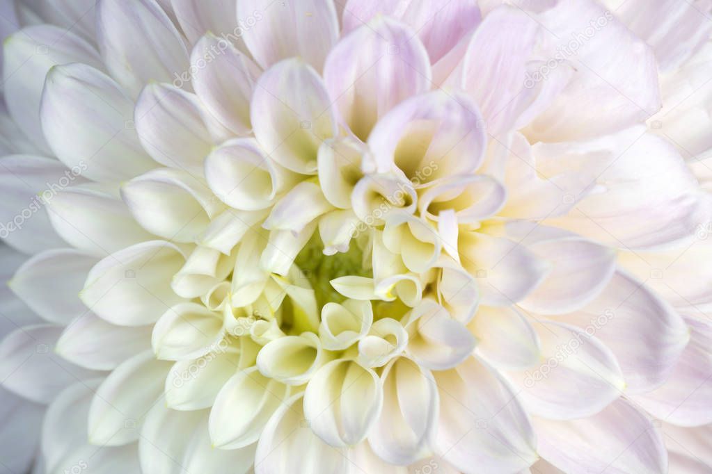 Close up of a beige and pink Dahlia flower
