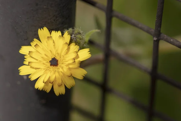 Yellow Dandelion Growing Through a Fence — Stock Photo, Image