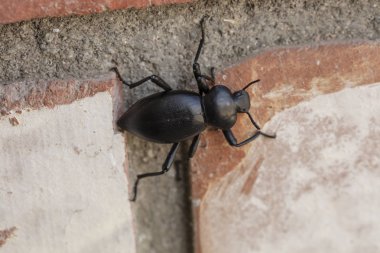 Siyah Pinacate Beetle Bir Tuğla Duvar üzerinde Tarama