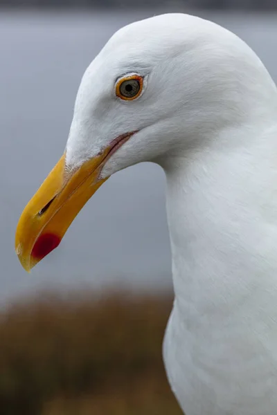 Retrato de close-up de uma gaivota branca em uma área costeira — Fotografia de Stock