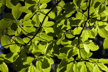 Arkaplan olarak ağaçtaki yaprakları aydınlatıyor.