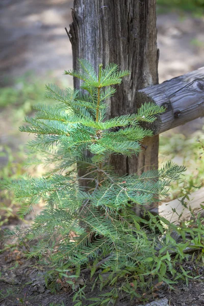 Young pine tree growing by a fence post