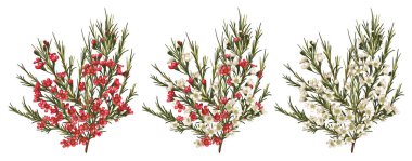 Chamaelaucium (waxflower) kırmızı ve beyaz çiçekler. Vektör çiçek desenli izole üzerinde beyaz arka plan ayarlayın. Afiş, davetiye, tebrik kartları, el ilanı için güzel suluboya ögesi