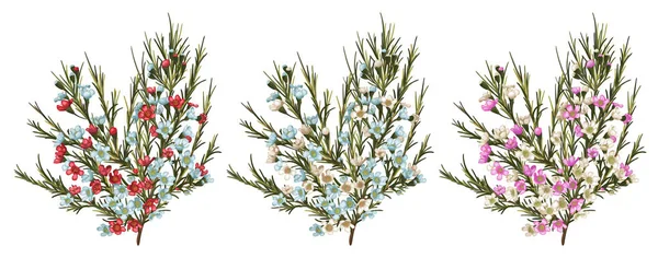 Chamaelaucium Fiore Cera Modello Floreale Vettoriale Isolato Sfondo Bianco Bellissimo — Vettoriale Stock