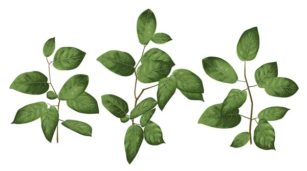 葉や常緑 Salal Shallon または単にシラタマノキ植物の白い背景で隔離の枝 エレガントなベクター水彩手描き下ろし — ストックベクタ