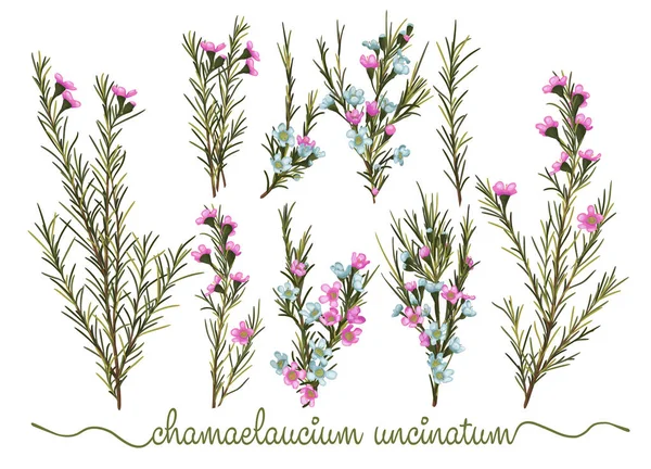 Nahtlose Aquarell Rosa Hintergrund Der Schönen Wachsblumen Mit Blättern Vektormuster — Stockvektor