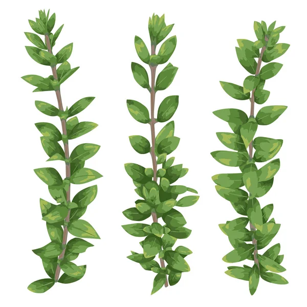 Beyaz arka plan üzerinde izole siluetleri, dalları şimşir (şimşir) kümesi. Vektör illustratio