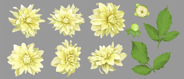 Διάνυσμα Λουλούδια Από Κίτρινο Ντάλια Μπουμπούκια Και Φύλλα Που Έχουν — Διανυσματικό Αρχείο