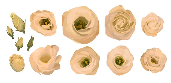 Σύνολο Κίτρινο Τριαντάφυλλο Eustoma Lisianthus Εικονογράφηση Διάνυσμα Ακουαρέλα Κρέμα Ροδάκινο — Διανυσματικό Αρχείο