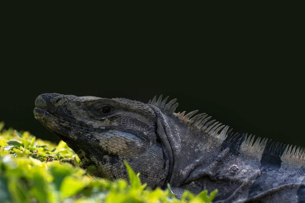 Iguana Verde Que Vive Mexiko — Fotografia de Stock