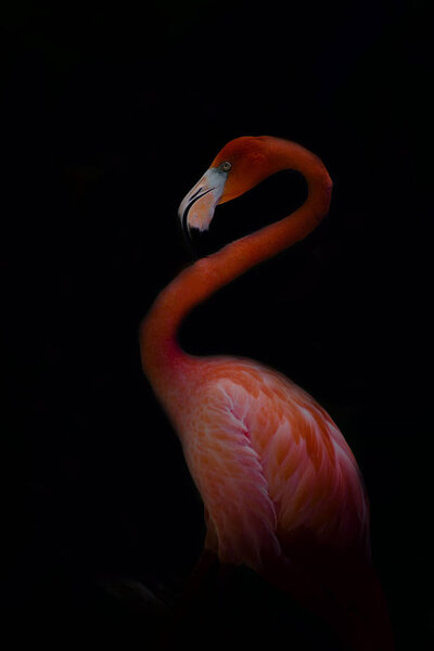Flamingo living in Mexico. 