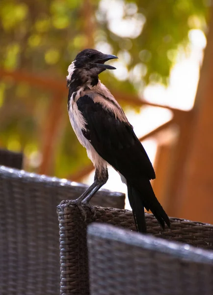 Rakunlar akıllı hayvanlardır. Sıcak ülkelerde yaşayan ve onlar beyaz ve siyah renkler.