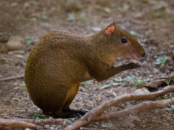 Aguti Messico Naturale — Foto Stock