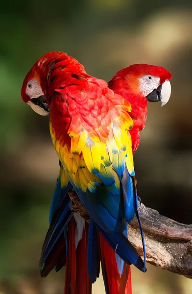 Een Papegaai Fauna Mexico — Stockfoto