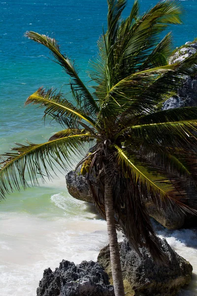 Tulum, Meksika için yer. Çok güzel plaj olduğunu. 