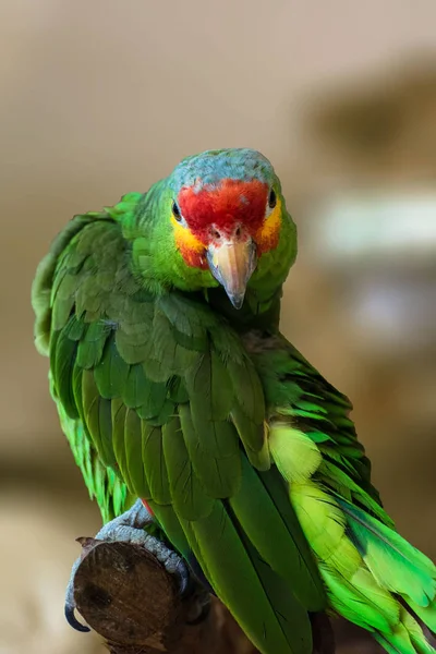 Een Papegaai Fauna Mexico — Stockfoto