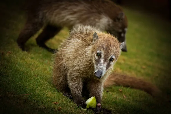 Nasua Mexiko 'da yaşıyor. Onlar doğal canlı. 