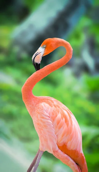 Flamingo Animal Muito Charmoso Podemos Encontrá Caribe — Fotografia de Stock