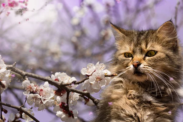 Gatto Domestico Lat Felis Catus Stata Secoli Una Sottospecie Addomesticata — Foto Stock