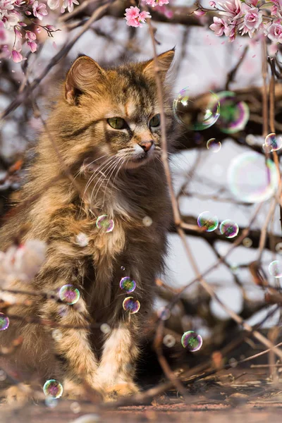 Домашня Кішка Лат Felis Catus Був Одомашненим Підвидом Диких Котів — стокове фото