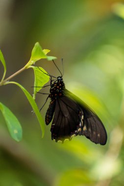  Bahar en güzel çağında